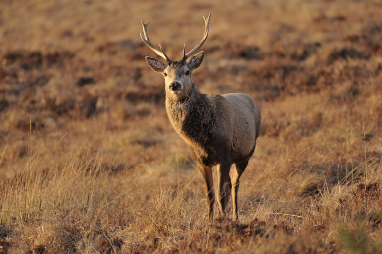 Red deer stag in Flow Country