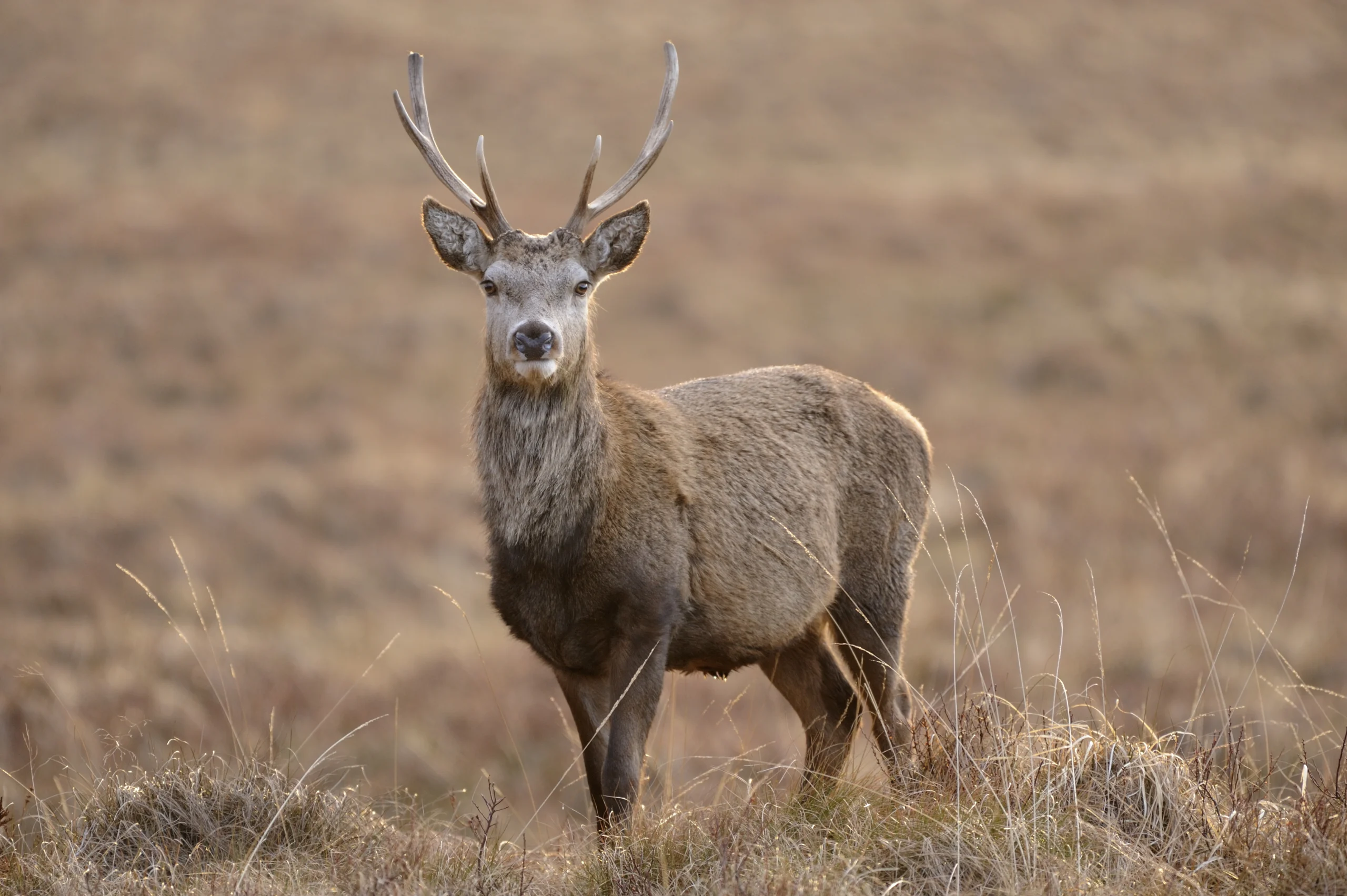 Red deer stag in Flow Country