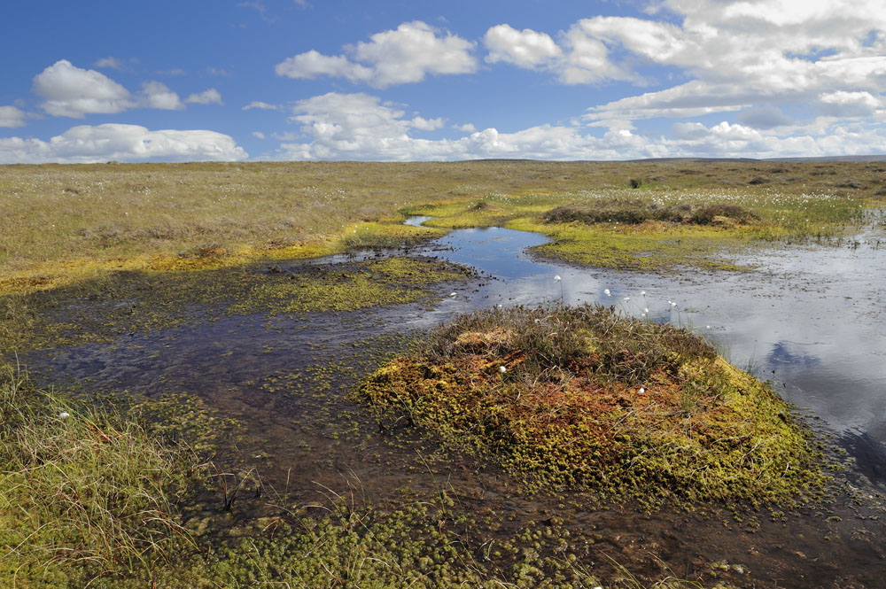 Pools in flow country